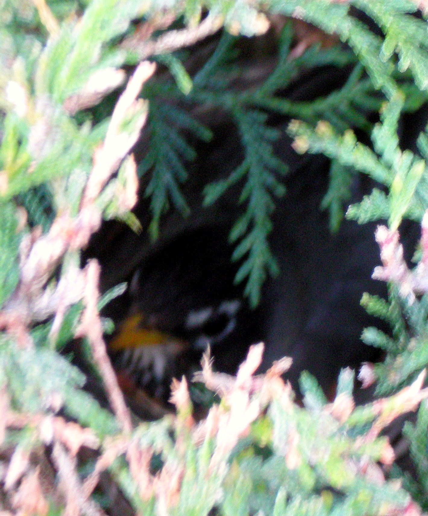 The robin caught tending her nest in a bush just around the corner from our back door