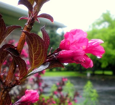 Our own garden flower, wet with morning rain
