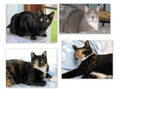 From Top Left: Smudge the black cat, Peaches so calm looking, Dora the sleeping beauty, and lower left is Flower who is such a gorgeous color! 